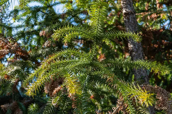 Arka planında bulanıklık olan kozalaklı bir ağacın yakın plan görüntüsü ormandaki gündüz vaktinin doğa, sükunet ve mevsimsel değişimi çağrıştırdığını gösteriyor.