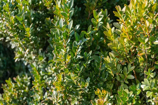 Canlı doku ve renklere sahip nemli, yemyeşil yaprakların yakın plan görüntüsü, doğa, sağlık ve çevre reklamcılığı için ideal