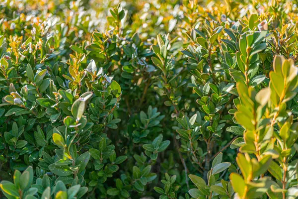 Yoğun bitki örtüsü olan yemyeşil bir hava manzarası, doğayı sembolize ediyor, çevresel koruma, büyüme ve canlılık.