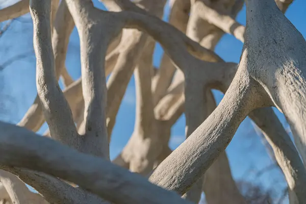 Bükülmüş ağaç köklerinin yakın plan görüntüsü, esnekliği veya doğadaki zamanı sembolize eder, büyüme, güç, yaş ve çevresel azim gibi pazarlama temaları için uygundur