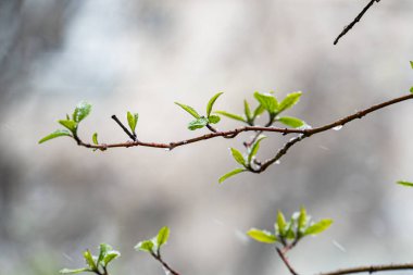 İnce, yeşil yapraklı çiğ bir ağaç dalı bu resimde resmedilmiş, sabahın erken saatlerinde doğanın huzur veren güzelliğini yakalamış.