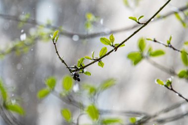 Görüntü, yağmurlu bir sahneyi su damlacıkları ile süslenmiş yapraklarla süsleyen bir ağaç dalını gösteriyor. Sıkıntılar arasında sükunet ve büyüme duygusunu teşvik ediyor.