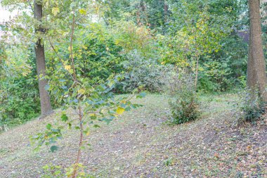 Huzurlu, yemyeşil çalılıklar ve su altı cesetleri sergilenen yemyeşil bir park fotoğrafı. Açık hava manzaraları ya da huzurlu manzaralar için mükemmel.