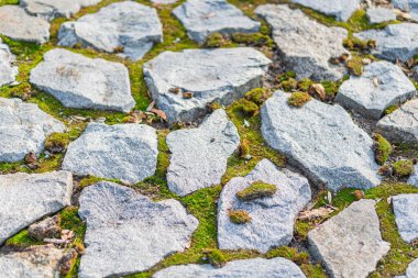Yosun kaplı, yosunlarla kaplı bir taş işçiliğinin yakın plan görüntüsü. Çevresel, botanik ya da ekolojik malzemeler için mükemmel bir dönüşüm ve esneklik.