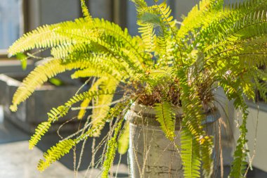 Eğreltiotunun çarpıcı bir görüntüsü, kapalı bir alanda sükuneti sergiliyor, gür yapraklar parlak gri bir yüzey üzerinde çağlıyor, sıcak, doğal ışık ve bulanık arkaplan tarafından aydınlatılıyor,