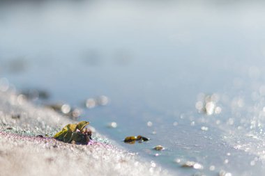 Sakin, doğadan esinlenilmiş bir görüntü, sakin, mavi-yeşil suların, sahil arazileri veya eko-turizm paketleri gibi barışçıl ortamları desteklemek için ideal olduğu kumlu bir kıyıda sergileniyor.