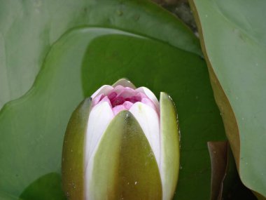 Bir nilüfer çiçeğinin yakın plan görüntüsü kısmen açılmış taç yaprakları, soluk yeşil kenarlardan beyaz merkeze kadar uzanan hassas katmanları, Mac 'in arkasında görünen sularda yüzen yapraklar.