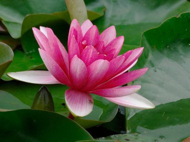 Suyun üzerinde yüzen tek bir pembe nilüfer çiçeği, açık yapraklı, yeşil nilüfer yaprağına karşı canlı pembeler, hafif su dalgaları hareket ya da akıntılara dair ipuçları verir.