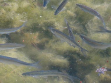 Temiz, bitki dolu bir akvaryumda yüzen bir gümüş balık sürüsü.