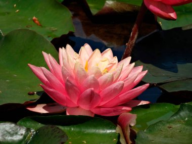 Canlı pembe nilüfer çiçeğinin yeşil nilüfer yaprağının üzerinde durduğu yakın plan görüntüsü.