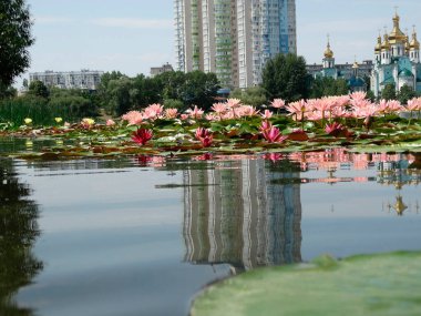 Rusya 'nın Peterhof Sarayı' nda huzurlu bir manzara. Resimde çiçek açan pembe ve beyaz nilüfer çiçekli bir gölet var. Yüzeyindeki görkemli sarayı yansıtıyor. Sarayın çevresi yemyeşil.,
