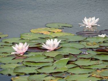 Görüntü, yeşil-kahverengi zambaklardan açan beyaz çiçeklerle su üzerindeki nilüferlerin sakin bir sahnesini gösteriyor. Sahne, dalgaların içindeki ışığı yansıtıyor ve küçük canlılara yaşam alanı sağlıyor.