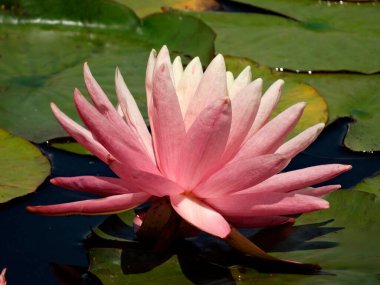 Sakin sularda yüzen açık pembe bir nilüfer. Etrafı büyük yeşil nilüferlerle çevrili.