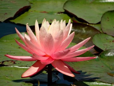 Gölette yüzen pembe-beyaz bir nilüfer çiçeğinin yakın plan görüntüsü, merkezde karmaşık detaylar var. Doğal ortam, etrafını saran zambaklar, canlı renkler ve net detaylar.