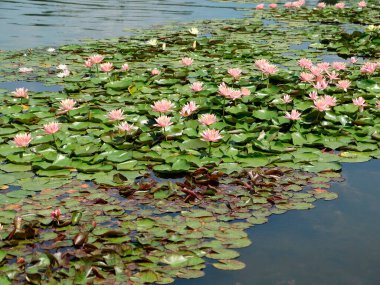 Durgun sulardaki nilüferlerin sakin bir fotoğrafı, esasen pembe ve beyaz, değişik yaprak boyutlarında katmanlar oluşturan resim gün ışığını yansıtıyor.