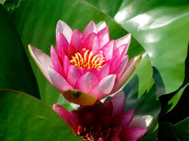 Canlı bir nilüfer çiçeğinin yakın plan çekimi. Nilüfer yaprağının üzerinde, koyu pembe taç yaprakları ve sarı bir merkezi var.