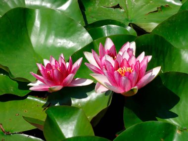 Görüntü, parlak yapraklar ve çoklu yapraklarla göldeki pembe nilüferlerin yakın çekimini gösteriyor. Sahne, açık havada gündüz saatlerinde, çiçeklere odaklanmış bir şekilde çekiliyor.