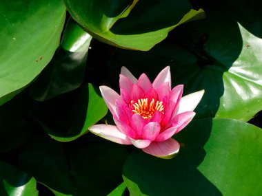 Canlı, pembe bir nilüfer çiçeği, açtığı yapraklarla, nilüferlerin arasında, sakin bir su yüzeyinde huzur içinde süzülür.