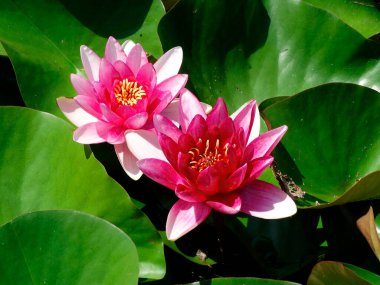 Kırmızı yapraklı ve sarı merkezli iki nilüfer çiçeğinin görüntüsü yeşil nilüfer yapraklarıyla çevrili, yumuşak güneş ışığı altında ayırt edici bir iz ya da mekan ayrıntıları yok.