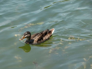 Genç kahverengi bir ördek bulanık suda yüzüyor, sağa doğru ilerliyor.