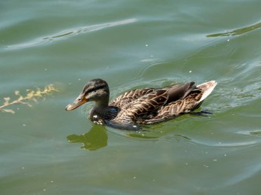 Yanardöner yeşil kafalı ve açık renk vücutlu erkek ördek drake, doğal bir göl veya gölde sakin ve dalgalı bir su yüzeyinde yüzüyor.