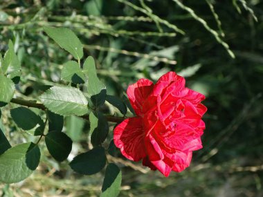 Canlı kırmızı bir gül, tam çiçeklenmiş ve biraz merkezden uzakta, gerçekçi bir fotoğrafın odak noktasıdır doğal bir yeşillik ve çimen zeminine karşı Bulutlu gün ışığı koyu kırmızı tonunu güçlendirir