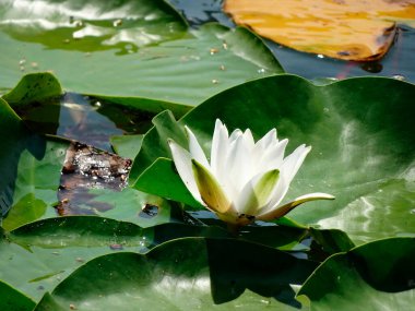 Bir nilüfer, sarı-yeşil bir merkezi çevreleyen beş beyaz taç yaprağı sergilerken simetrik olarak suyun üzerinde yüzer.