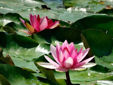 Görüntü, sudaki yeşil nilüfer yapraklarıyla çevrili, farklı safhalardaki üç nilüfer çiçeğini içerir. Çiçekler pembe ve beyaz renkler sergiler, arka plan bulanıklaşır.