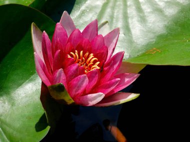 Pembe bir nilüfer çiçeğinin yakın görüntüsü, sarı merkezli, sakince yüzen, yeşil yapraklarla çevrili, küçük lekeler ve deniz tarakları ile çevrili, muhtemelen le üzerinde ikinci bir nilüfer yaprağı.