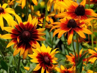 Yumuşak, bulanık bir arkaplan karşısında canlı, yoğun bir çiçek gösterisi.