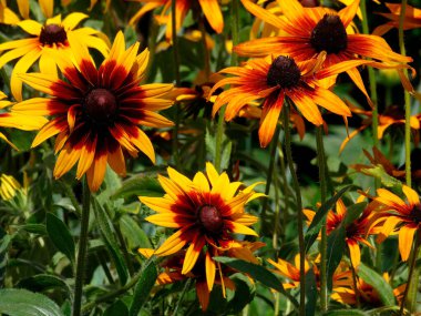 Sarı taç yaprakları ve kahverengi merkezlerle rastgele dizilmiş ayçiçeklerinin yakın plan görüntüsü doğal bir ortam olduğunu gösteriyor.