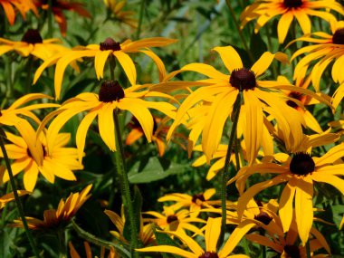 Parlak sarı yaprakları ve karanlık merkezleri olan, çiçek açan siyah gözlü Susanlar, bulanık bir arka plana karşı.