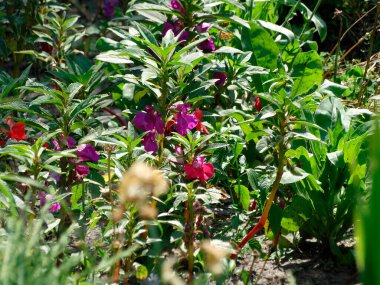 Bahçedeki iki tip çiçeğin yakın plan görüntüsü mor, yuvarlak, muhtemelen lavanta rengi, ve pembe, boru eldivenli, dayanıklı ve doğal yaprak aydınlatmalı.