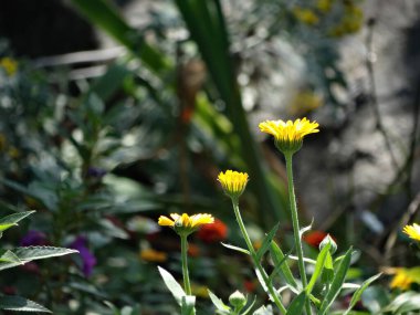 Sarı çiçekli canlı bir bahçe görüntüsü, güneş ışığı altında parlak, çeşitli renklerde çiçeklerle çevrili mor, turuncu, yeşil ve muhtemelen bir kaya duvarının ya da yapının yanında doğal bir günde yakalanmış.