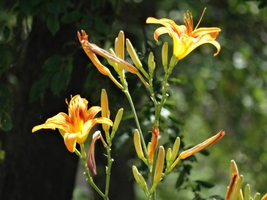 Açık iki zambak, sarı ve turuncu yapraklar, bulanık arka plan muhtemelen bitki örtüsü ya da diğer bitki yaşamı, sıcak atmosfer, güneş ışığı.