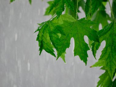 Merkezde yer alan canlı bir akçaağaç yaprağı, çapraz düşen yumuşak bir yağmur damlasının üzerine örtülmüş. Tarafsız gri arkaplan, dingin dinginliği ve uyum içindeki dinamik hareketi vurguluyor.