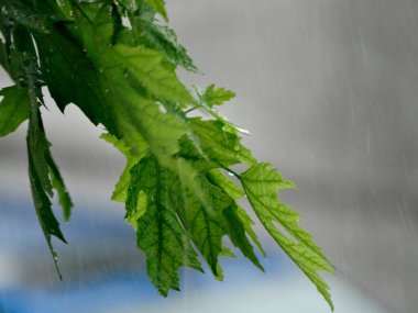Yağmurla ıslanmış sulu ya da yeşil ve sarı yapraklı etli bitkinin yakın görüntüsü, sağanak yağış sırasında sessiz bir arkaplan üzerine çekiliyor.