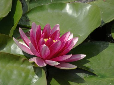 Canlı, açık bir nilüfer çiçeği pembe mor yapraklar ve daha açık bir merkez yeşil zambak pedleriyle çevrili sakin sularda yüzer.