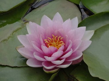 Pembe ve sarı yapraklı tek bir nilüfer çiçeği, gerçekçi ve canlı bir ortamda, bulanık sularda yüzer.