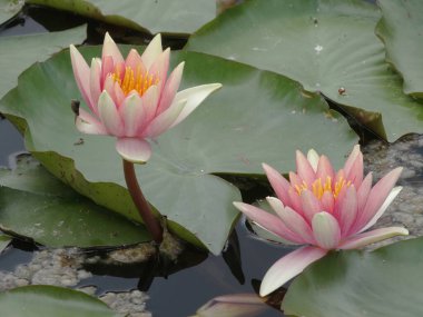 Görüntü kalp şeklinde yaprakları olan iki nilüfer çiçeğini gösteriyor. Sakin ve sakin bir su ortamında çiçek açıyor. Ön çiçek tamamen açık ve pembe, ikinci çiçek ise kısmi.