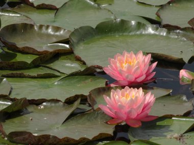 Sakin bir doğa sahnesinde durgun bir su üzerinde çiçek açan pembe su zambakları görünür. Görüntü, gerçekçi bir tarzda, ön plandaki çiçekleri vurgular ve dış görünüşü derinleştirir.
