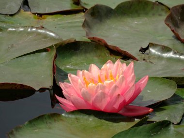 Yeşil ve kahverengi nilüferlerle çevrili, suyun üzerindeki parlak pembe bir nilüfer çiçeğinin yakın görüntüsü, sakin, huzurlu doğal bir ortamda.