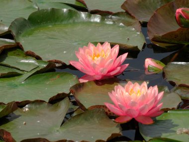 Bitki örtüsü ve botanik deneklerine odaklanan geniş yapraklı doğal fotoğraflarla çevrili bulanık gölet suyunda canlı pembe ve beyaz nilüferler.