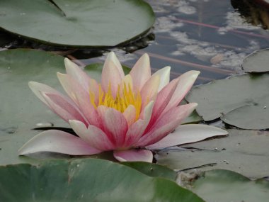 Pembe bir nilüfer çiçeği, büyük yeşil zambakların arasında durgun sularda yüzer.