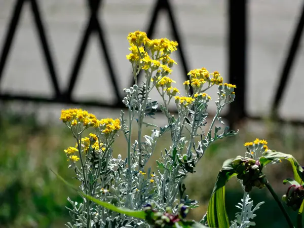 Parlak sarı, açık çiçekli bir çiçeğin yakın plan fotoğrafı. İğne yapraklı bir bitki üzerinde, çitle çevrili bir alanda büyüyor. Canlı renkler, bokeh etkisi, doğal gün ışığı.