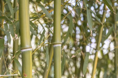 Bambu saplarının doğal bir ortamda, belirgin yatay düğümler ve küçük yapraklarla yakın plan doğal ışıklandırma, canlı renklere sahip bulutlu hava veya ağaç gölgelerini akla getiriyor.