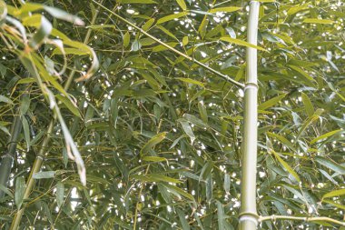 Değişen yaprak aşamalarıyla yemyeşil bir bambu korusuna yakın çekim, belirgin soluk bambu filizleri, açık hava manzarası, açık gökyüzü, gündüz doğal aydınlatma.