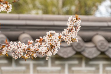 Beyaz, narin kiraz çiçeklerinin yakın plan doğu Asya arka planına karşı muhtemelen Japon, fayanslı çatılar ve yeşil yapraklı doğal aydınlatma