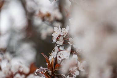 Çiçek açan kiraz çiçeklerinin yakın plan fotoğrafı, beyaz merkezli yumuşak pembe yapraklar, yeşil arkaplan, odaksız ışıklandırma, yazı yok, göz düzeyi perspektif, natüralist tarz, dingin hareket