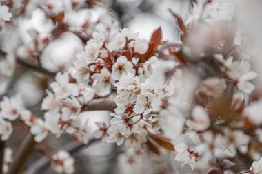 Mavimsi bir gökyüzünde çiçek açan kiraz çiçeklerinin yakın çekimi, ağırlıklı olarak beyaz ve soluk pembe yapraklı taçyapraklar, aşağıdan gelen perspektif dokuyu ve dalı vurguluyor, gündüz